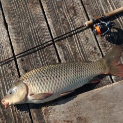 大安トラウトレイク釣果